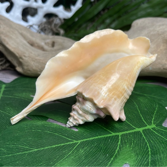 Unique Rare Rooster Tail Conch Seashell Collector Coastal Nautical Display Shell - Picture 9 of 17